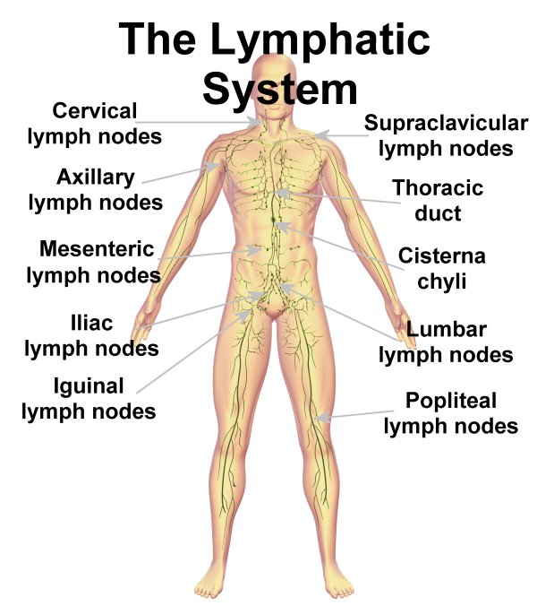 lymphatic detox
